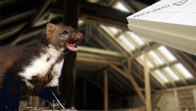 How to get rid of the marten from the attic?